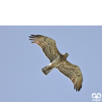 گونه عقاب مارخور Short-toed Eagle